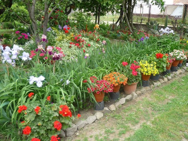 Pappné Farkucza Andrea kertje 04